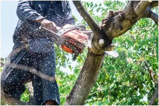 tree services Hartford